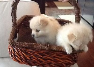 Beautiful AKC Pomeranian Puppies At Fantastic Price