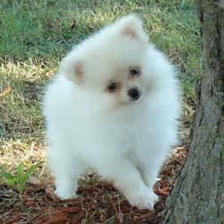Male And Female Pomeranian  puppies For Adoption