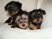 Fantastic Teacup Yorkie Puppies For Free Adoption