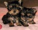TOY  YORKIE  PUPPIES NOW READY