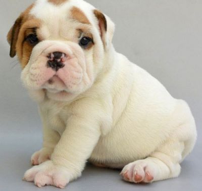 AMAZNG ENGLISH BULLDOG PUPPIES FOR SALE