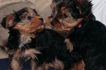 Teacup Yorkshire Terrier Puppies For Free