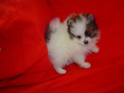 Super Tiny Teacup AKC Toy Pomeranian puppies for Adoption!