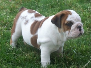 Lovely English bull puppies seeking new homes