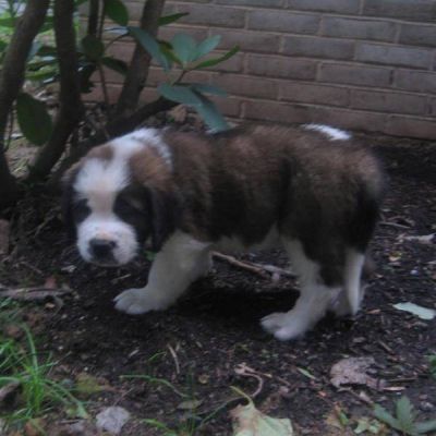 Sweet saint Bernard puppies for new homes