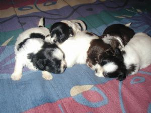 Shih Tzu puppies Ready now 