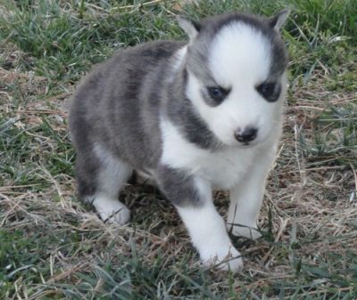 Lovely X-Mass Siberian Husky Puppies For Adoption
