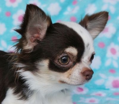 Lovely xmas chihuahua puppies ready for rehoming