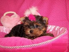 cute  yorkie puppies for free adoption...