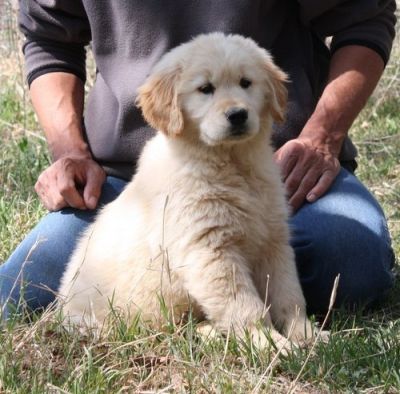 cute golden retriever puppies for adoption