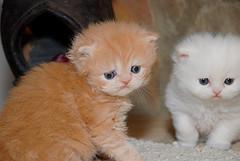 We have cute Persian kittens ready to go to any wonderful family 