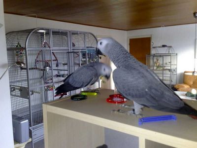 2 AFRICAN GREY PARROTS FOR SALE