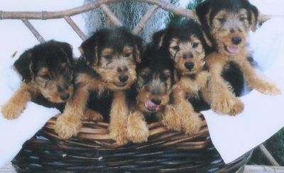 Adorable Welsh Terrier Puppies For Sale