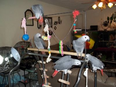 Congo African gray babie sfor sale