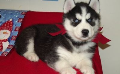 Home raise Siberian husky puppies looking for caring...