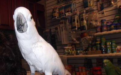 UMBRELLA COCKATOO, Tamed, Talker $1,000