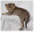 Savannah kittens for  a  new home 