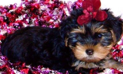 Cute and Milkish Yorkshire Terrier puppies for sale.