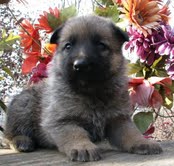 very cute germann shepherd puppies for sale