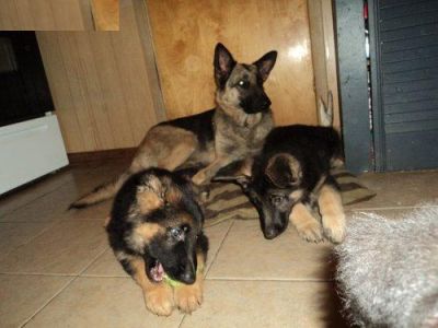 German sheperd puppies