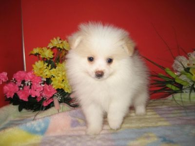 Pomeranain Puppies ~Vet Checked~ *Very Spoiled*