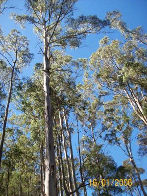 ATTENTION all woud be SQUIRES