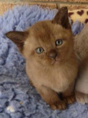 Burmese kittens Available