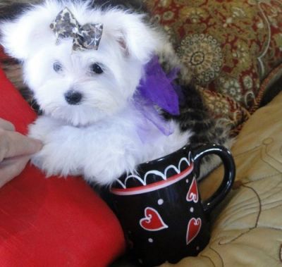 CUTE AND CHARMING MALTESE PUPPIES FOR ADOPTION