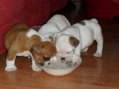 Healthy Male and Female English and French Pure Breed Bulldog Puppies