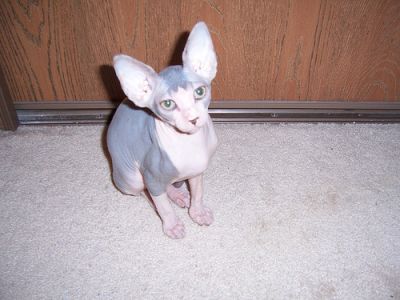 Marvelous Male and Female Sphynx Kittens