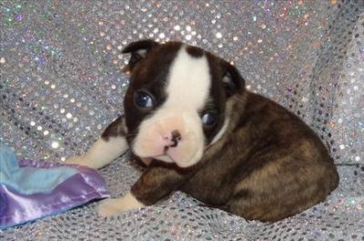 Boston Terrier Puppies For Sale