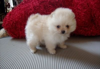 adorable pomeranian puppies for adoption 