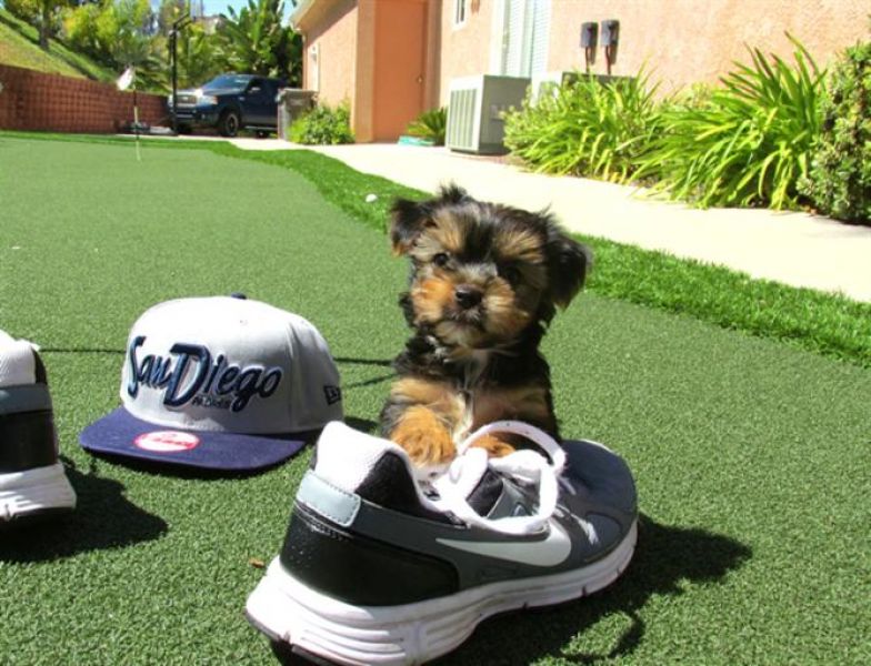 Extremely cute Teacup Yorkie puppies for adoption text 9149968307