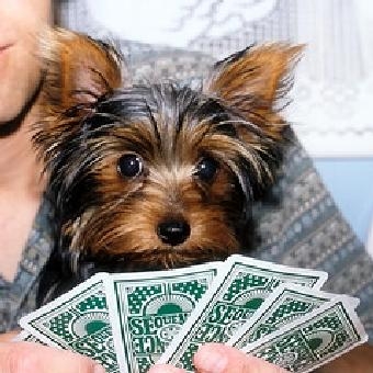 Handsome Yorkie puppies for sale.