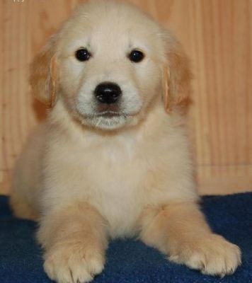 golden retriever puppies for sale