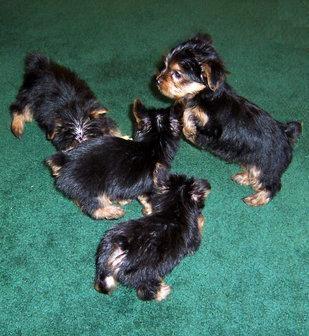CUTE BABY FACE TEACUP YORKIE PUPPIES FOR FREE ADOPTION
