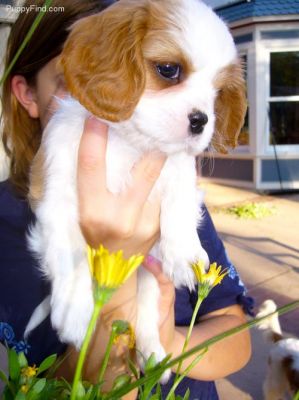 Cavalier King Charles Spaniel Puppies For Sale
