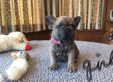 French bulldog puppy