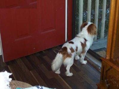 Cavalier king charles puppies