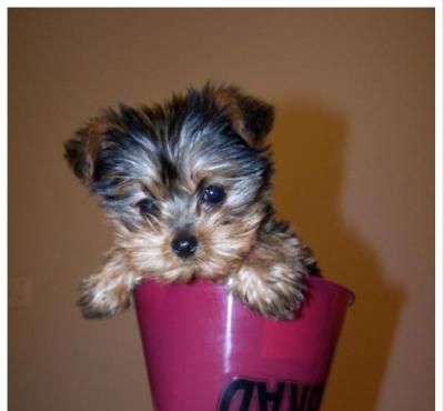 Great looking teacup yorkie puppies 