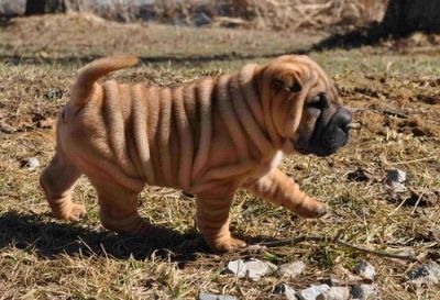 Miniature Shar Pei Puppies For Sale
