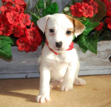 Jack Russell Terrier puppies for sale .
