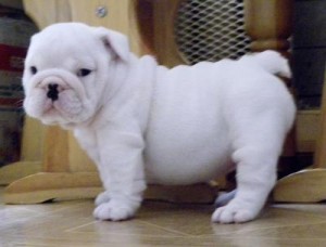 Healthy Adorable English Bulldog Puppies For Adoption