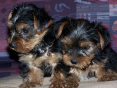 Yorkie puppies for give away.