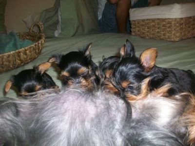  Yorkie Puppies ! Yorkshire Terrier 8 weeks old