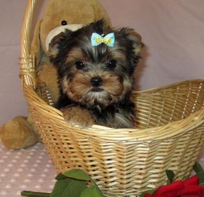 Supper Cute! Healthy Tea cup yorkie puppies for adoption