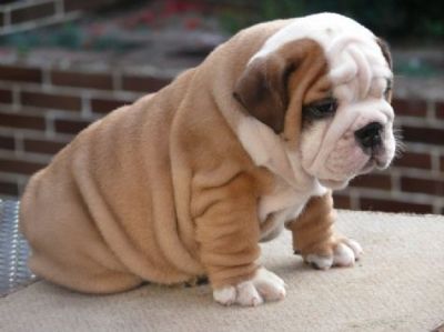 Healthy,Quality puppies @ uniquebulldogpuppies.com