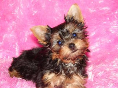 Gorgeous Yorkie Puppies Available Now.