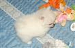 Male and Female Gorgeous Teacup  Pomeranian Puppies Available Now!!!!