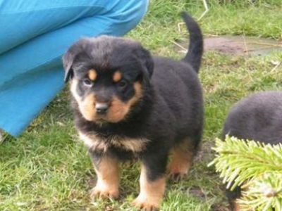 Rottweiler Purebred German Puppies‏